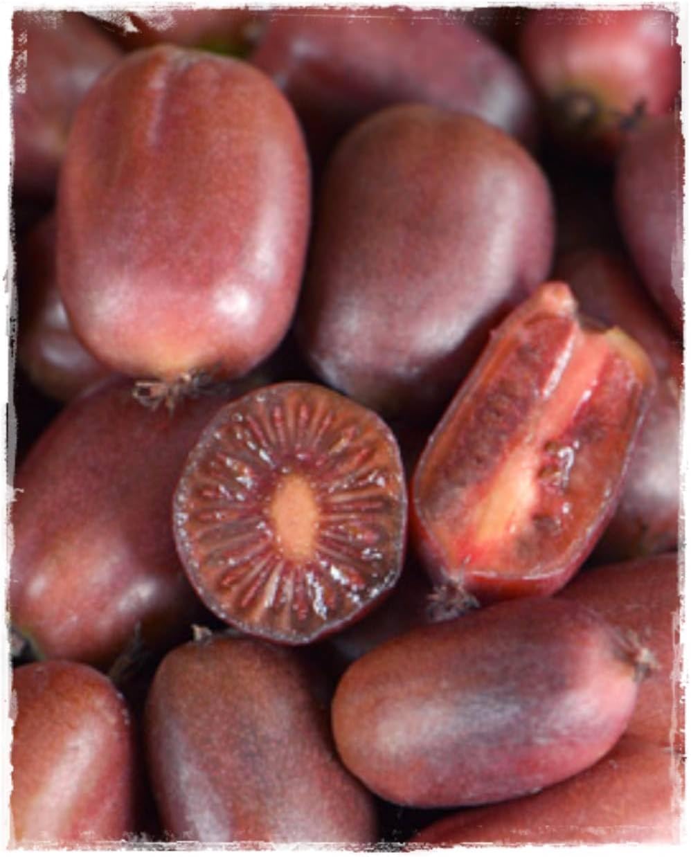 Plante KIWI ARGUTA 'Ken's Red' Plante femelle à fruits rouges - en pot Ø 14 cm - H - 50/60 cm