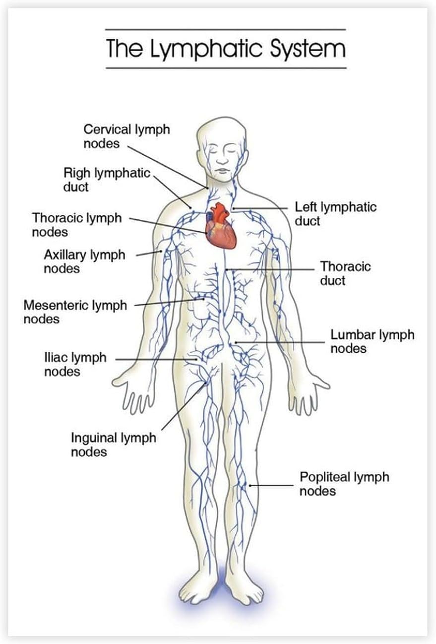Guide de santé du système lymphatique, affiche sur toile, art mural, décoration murale, peintures pour salon, chambre à coucher, décoration sans cadre : 30 x 45 cm
