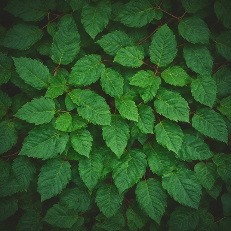 Les bienfaits de la feuille de noyer noir pour la nutrition