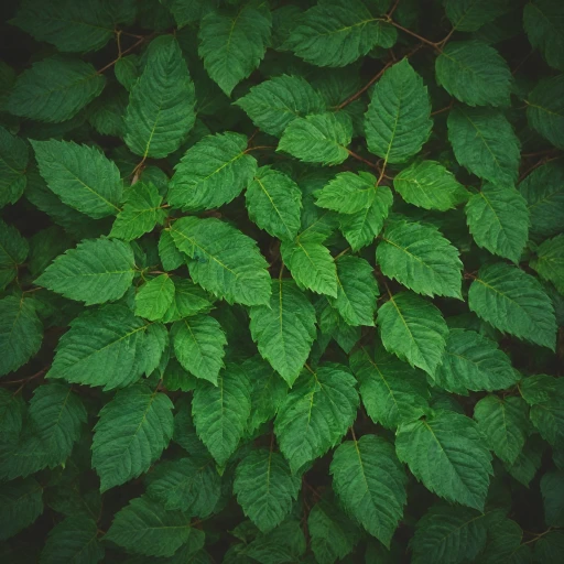 Les bienfaits de la feuille de noyer noir pour la nutrition