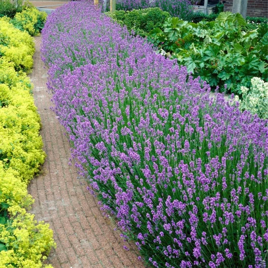 Lot de 6 - Lavandula Angustifolia - Lavande - Arbuste - Rustique – ⌀15-20 cm