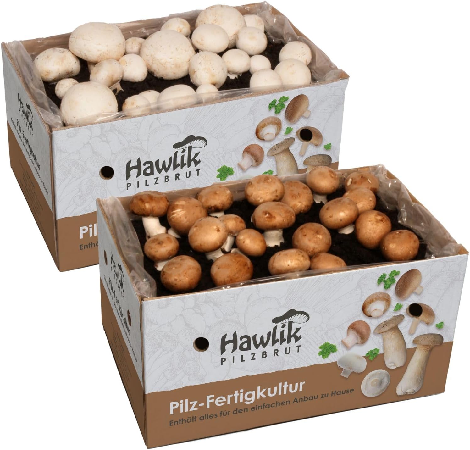 Lot de 2 cultures de champignon de Paris - Facile à faire pousser des champignons -Kit champignons - Champignons de Paris blancs et bruns