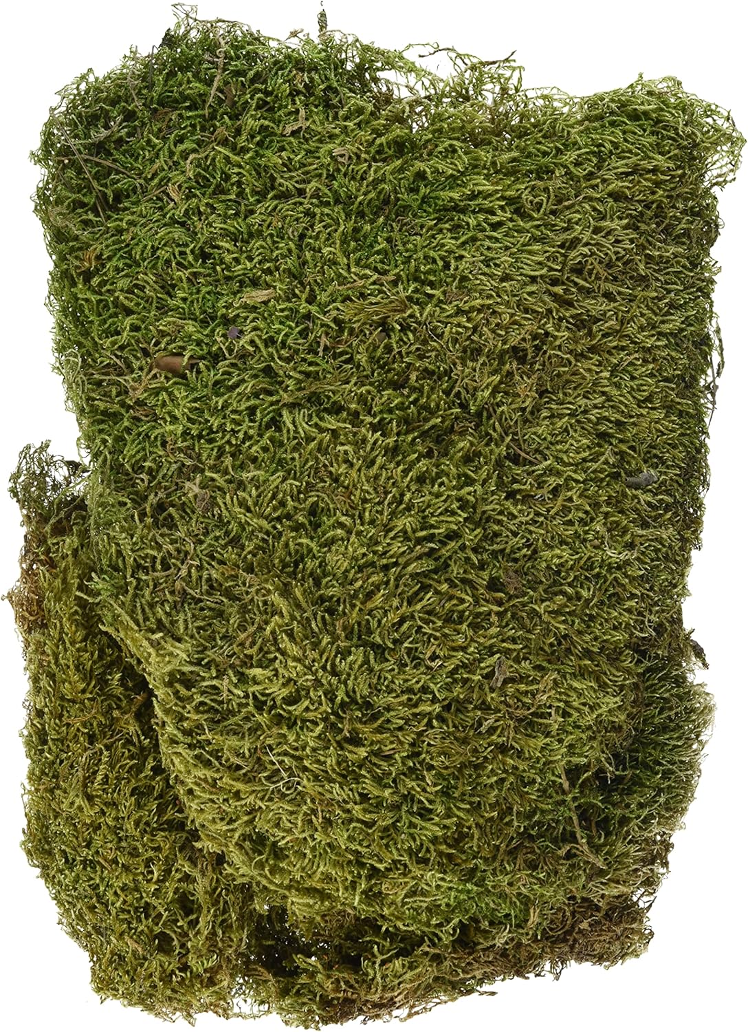 Rayher Mousse naturelle séchée, vert, 1 sachet, 100g, en tapis, arts créatifs, modélisme, floristique, automne, nid de pâque, crèche, Noël-8508300 Vert/Marron 29 x 23 x 5 cm