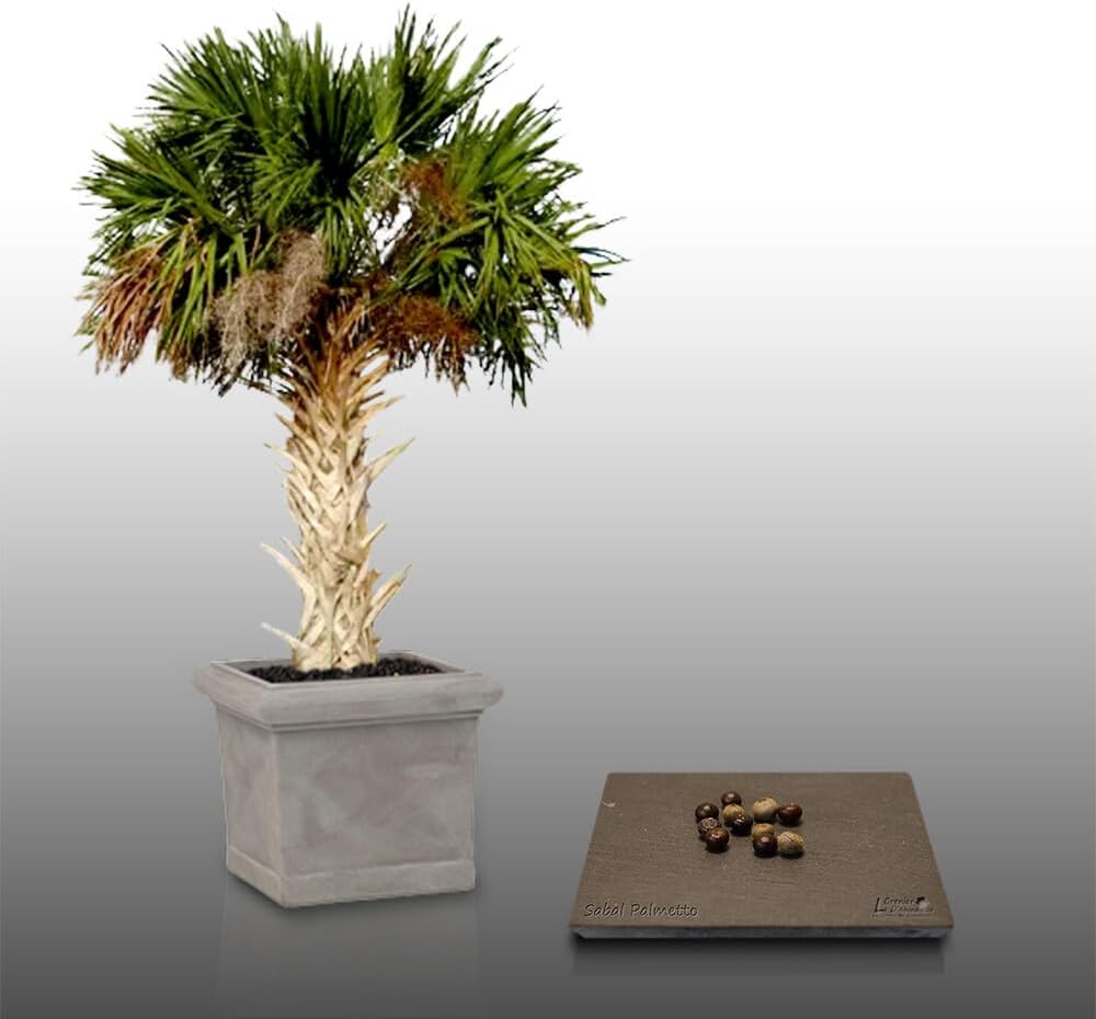 10 graines à semer - Le grenier d'Abondance - SABAL Palmetto - Chou Palmiste