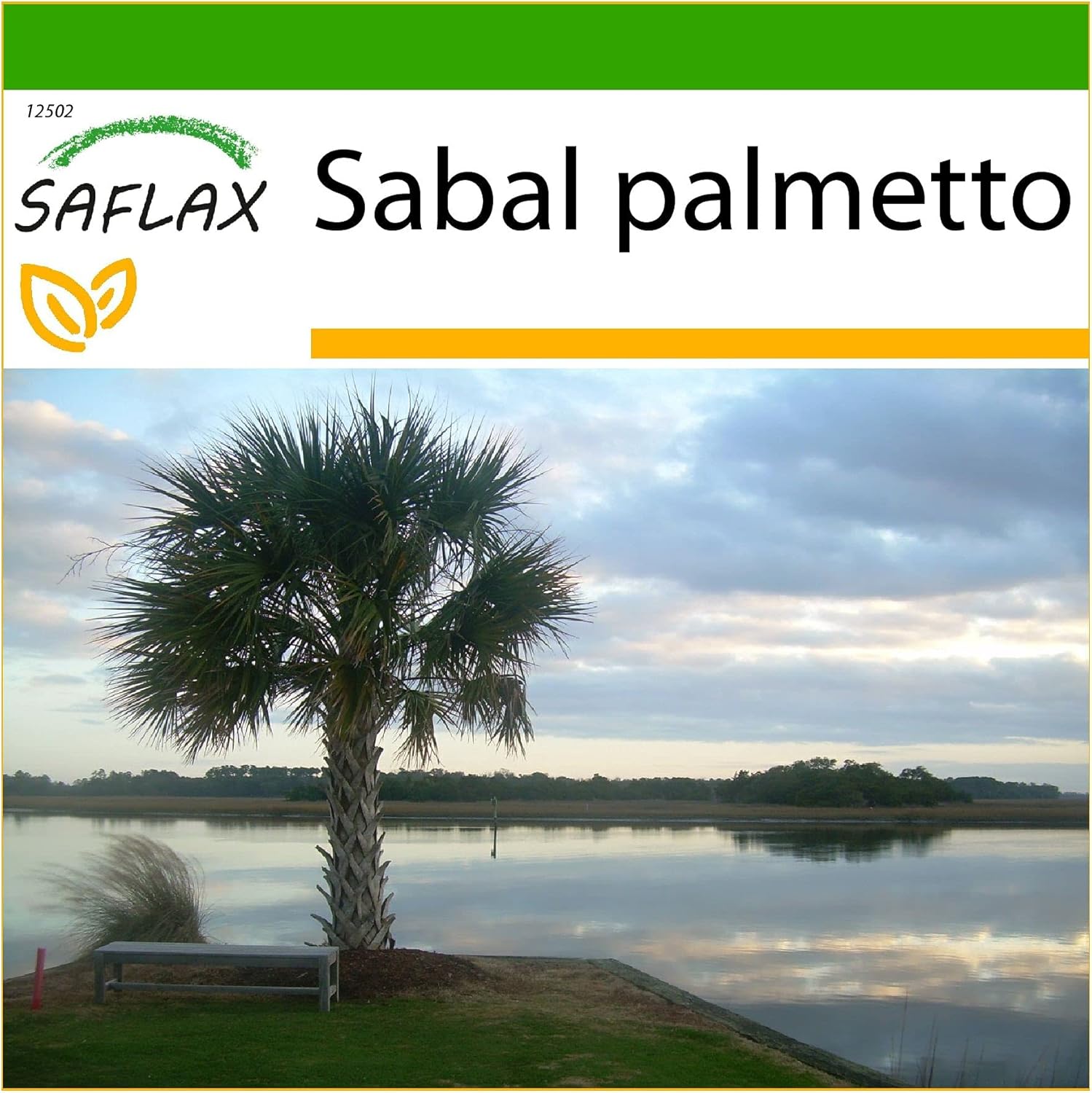 Chou palmiste - 8 graines - Avec substrat - Sabal palmetto
