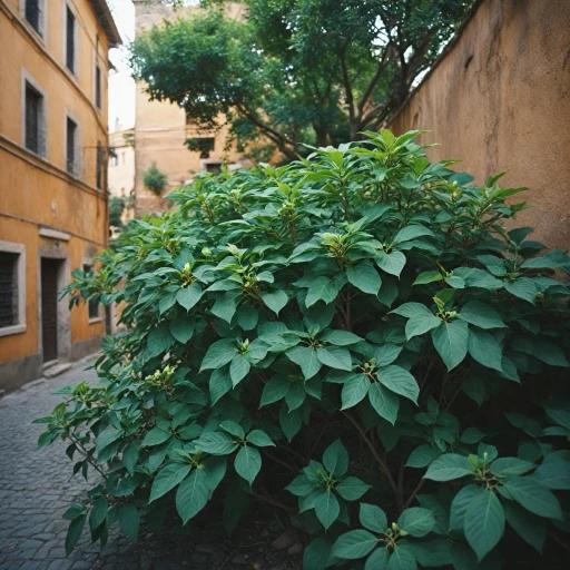 Les bienfaits de l'ashwagandha biologique pour votre santé