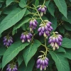 Mucuna pruriens : ce qu'il faut savoir avant d'en consommer