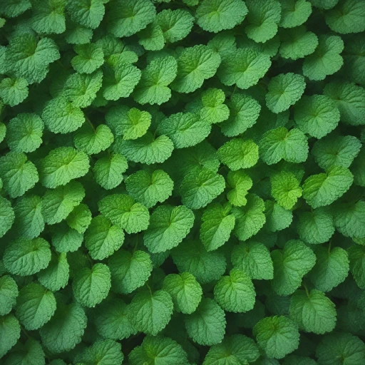 Les bienfaits de la feuille de mélisse pour la nutrition