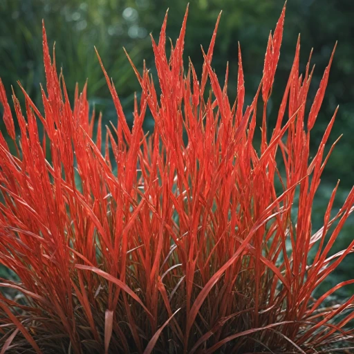 Les bienfaits de la racine de chiendent rouge