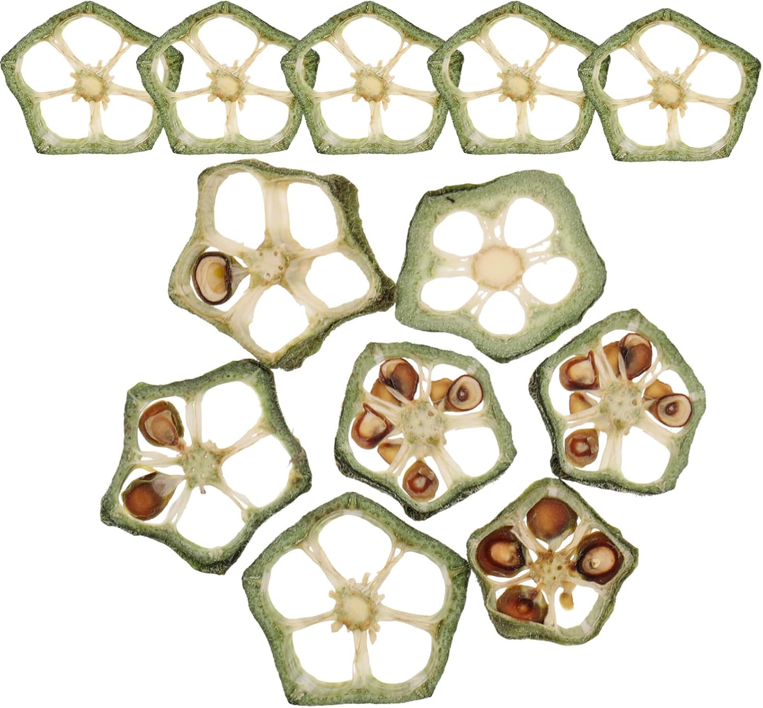 Beavorty 12pièces Tranches De Gombo Séchées Pressées Pour Artisanat Décorations Et Scrapbooking vert 0.1X1.4X1.4CM