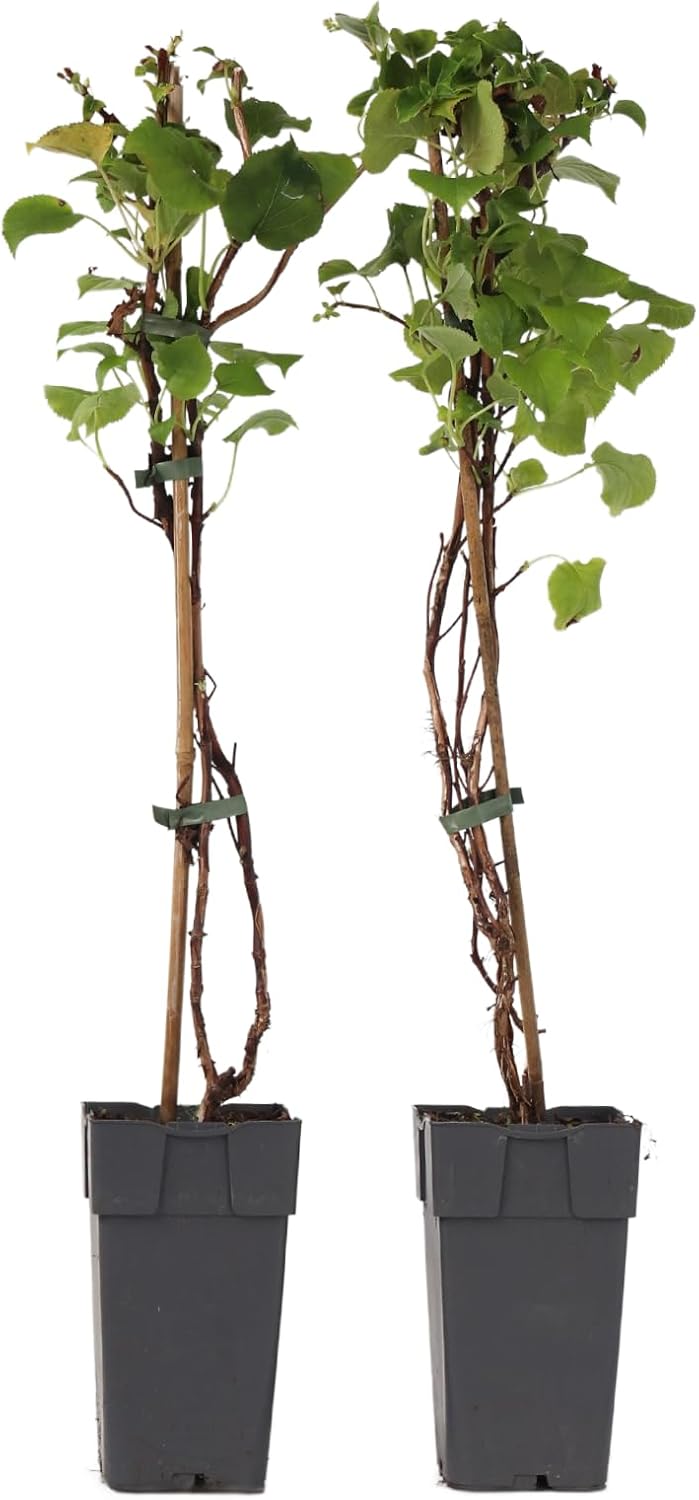 Hydrangea anomala Petiolaris - Lot de 2 - Hortensia grimpant - ⌀15cm - Hauteur 60-70cm