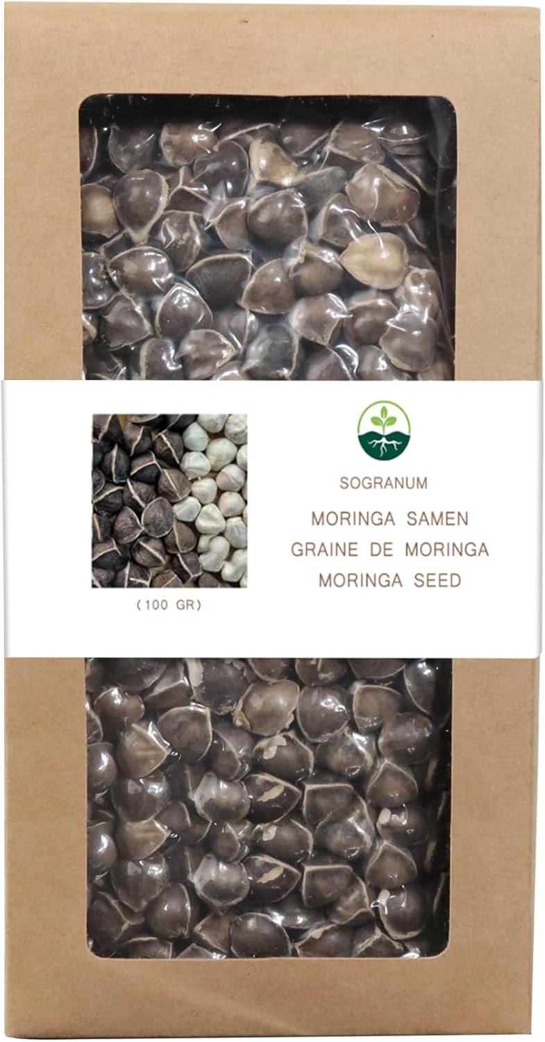 Graine moringa 100g - 3x plus de vitamines que les gélules et feuilles - Plante aux 1000 vertus - A consommer cru, tisane ou Thé Moringa