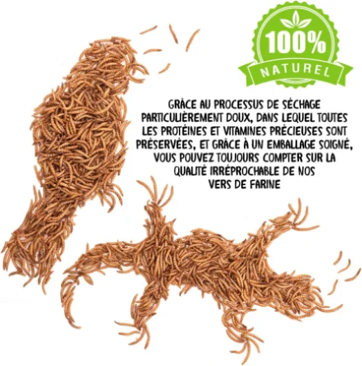 813PUv3IXwL._AC_SL1500_