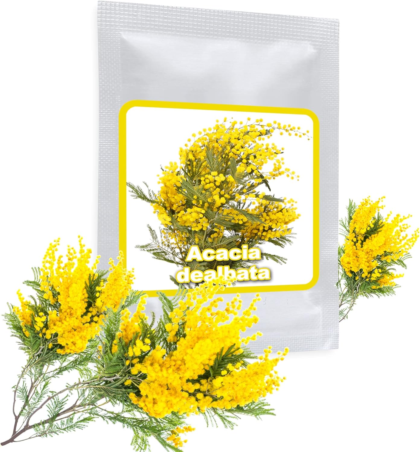 25 graines de Mimosa d'hiver/Acacia Dealbata/un noble plante méditerranéen pour maison, jardin, terrasse et balcon
