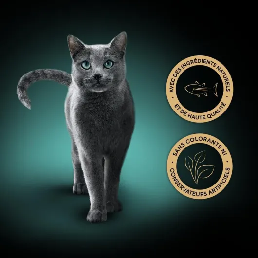 61zY4iKpKjL._AC_SL1000_