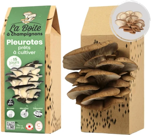 LA BOITE A CHAMPIGNONS - Kit Pleurote Gris - Prêt à Cultiver (2 personnes) Kit tout prêt - 2 personnes