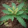 Boswellia serrata : précautions et interactions à connaître