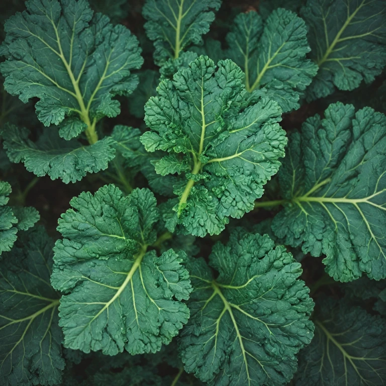 Kale - Chou frisé