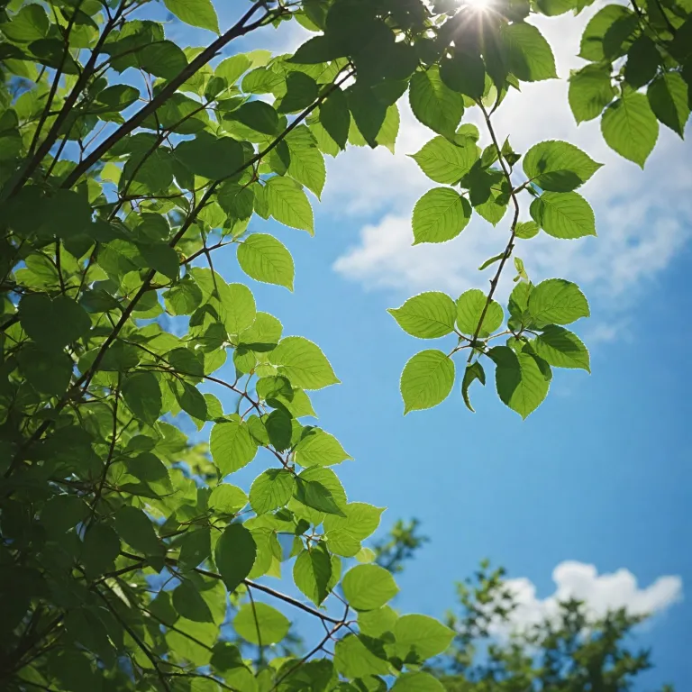 Comment le desmodium peut soutenir votre énergie au quotidien