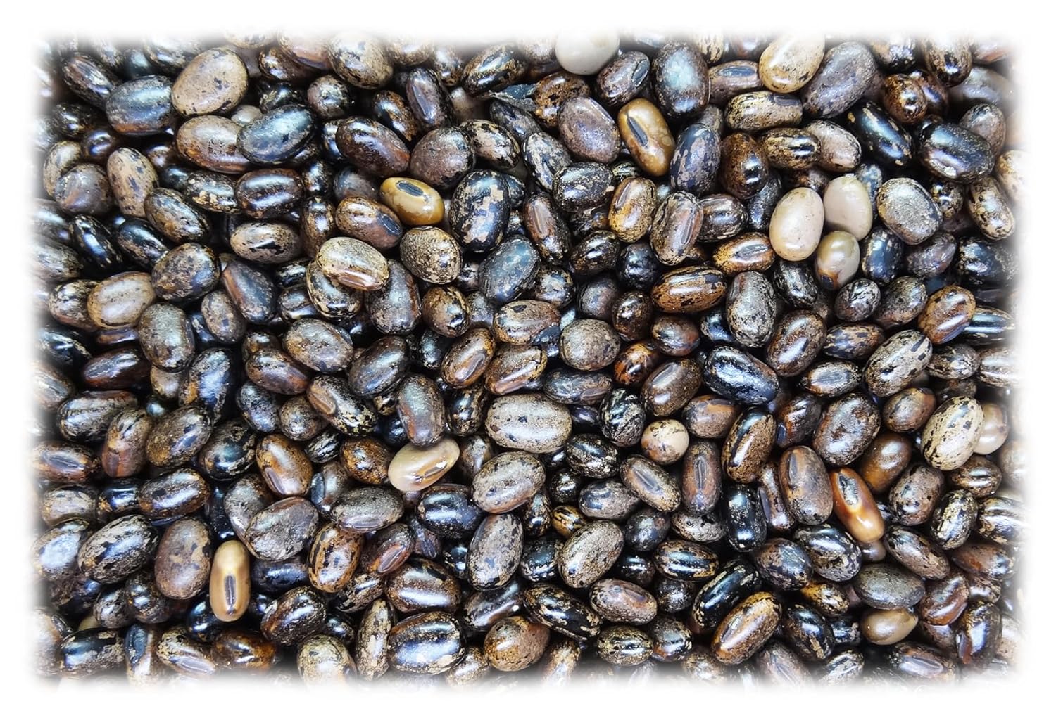 25 grammes de pois mascate (Mucuna pruriens) soit environ 68 graines, non percés, récoltés à Madagascar