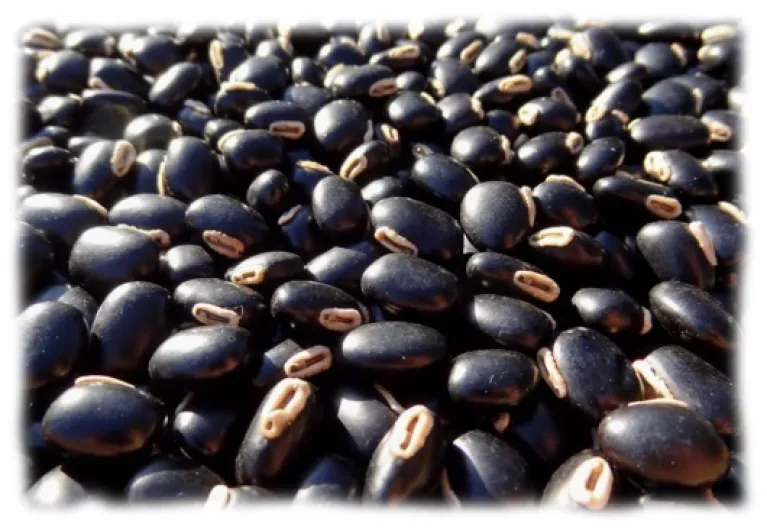 25 grammes de pois du Bengale (Mucuna pruriens var - utilis) soit environ 35 graines, non percés