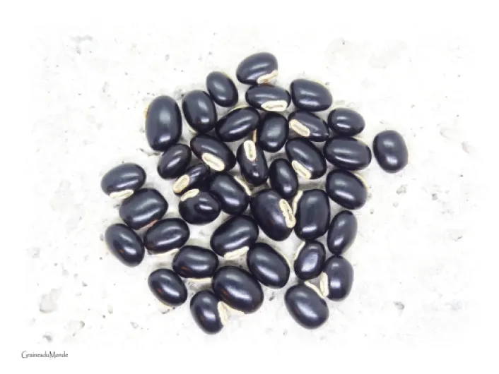 61nOCofd0QL._SL1500_