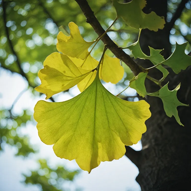 Feuille de ginkgo biloba : bienfaits, usages et secrets d’un arbre millénaire