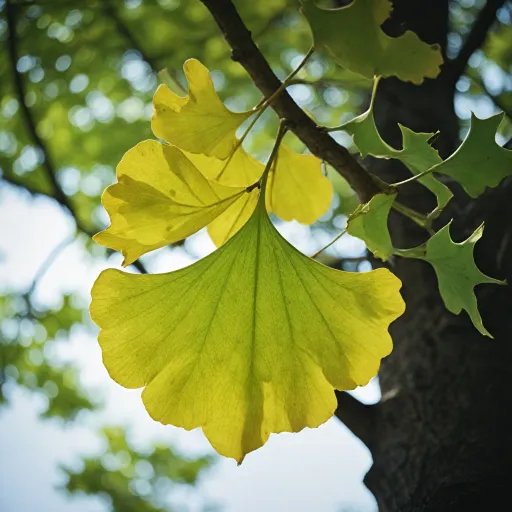 Feuille de ginkgo biloba : bienfaits, usages et secrets d’un arbre millénaire