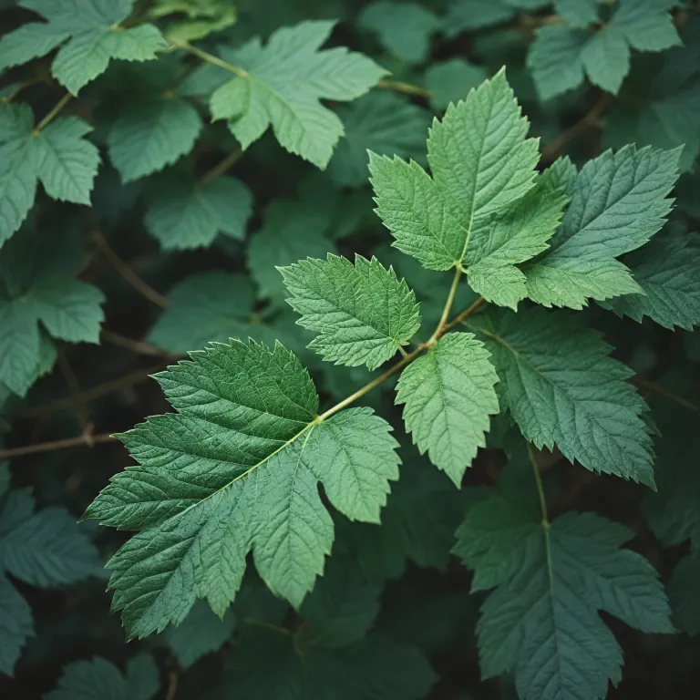 Feuilles de cassissier : bienfaits, usages et avis sur cette plante médicinale