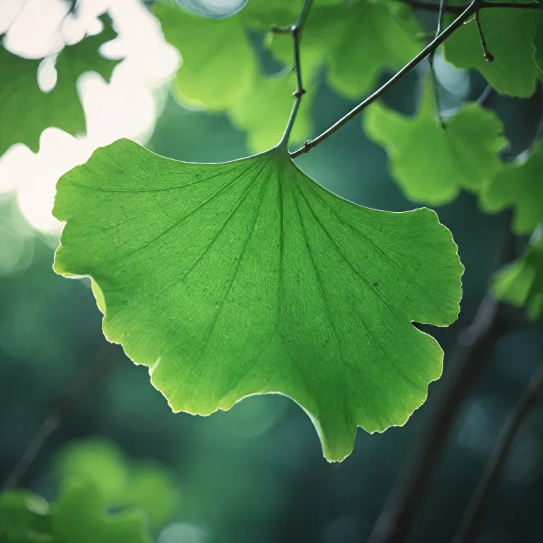 Feuille de ginkgo : vertus, usages et précautions pour la santé et le bien-être