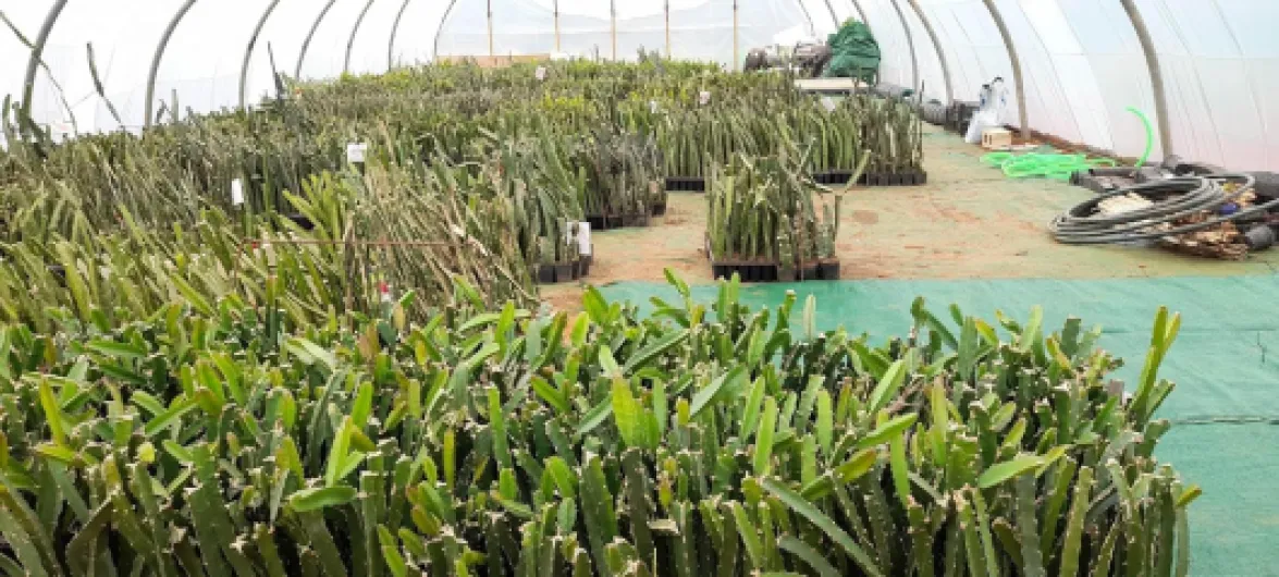 Plante Pitaya rouge, fruit du dragon, 30-40 cm, variété autofertile Zamorano/Guyute