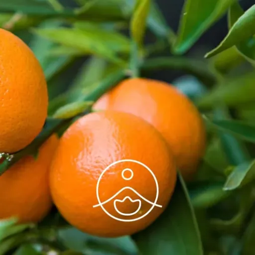 Test Florihana Huile Essentielle Mandarine Rouge BIO : une huile qui sent vraiment la vraie mandarine