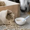 Probiotiques pour chevaux : optimiser la flore intestinale et la digestion équine