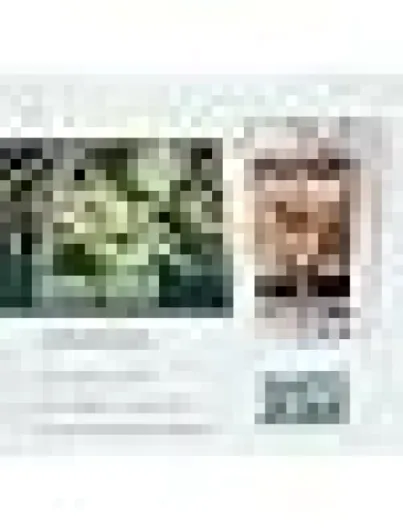 51UeB0cX9tL._AC_SR38,50_