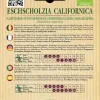 Test Pavot de Californie orange Eschscholzia californica : joli rendu au jardin, mais résultat un peu aléatoire